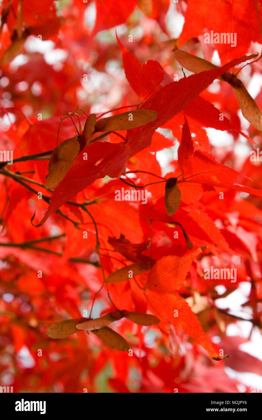 Japanische Acer im Herbst (Herbst) Laub Stockfoto
