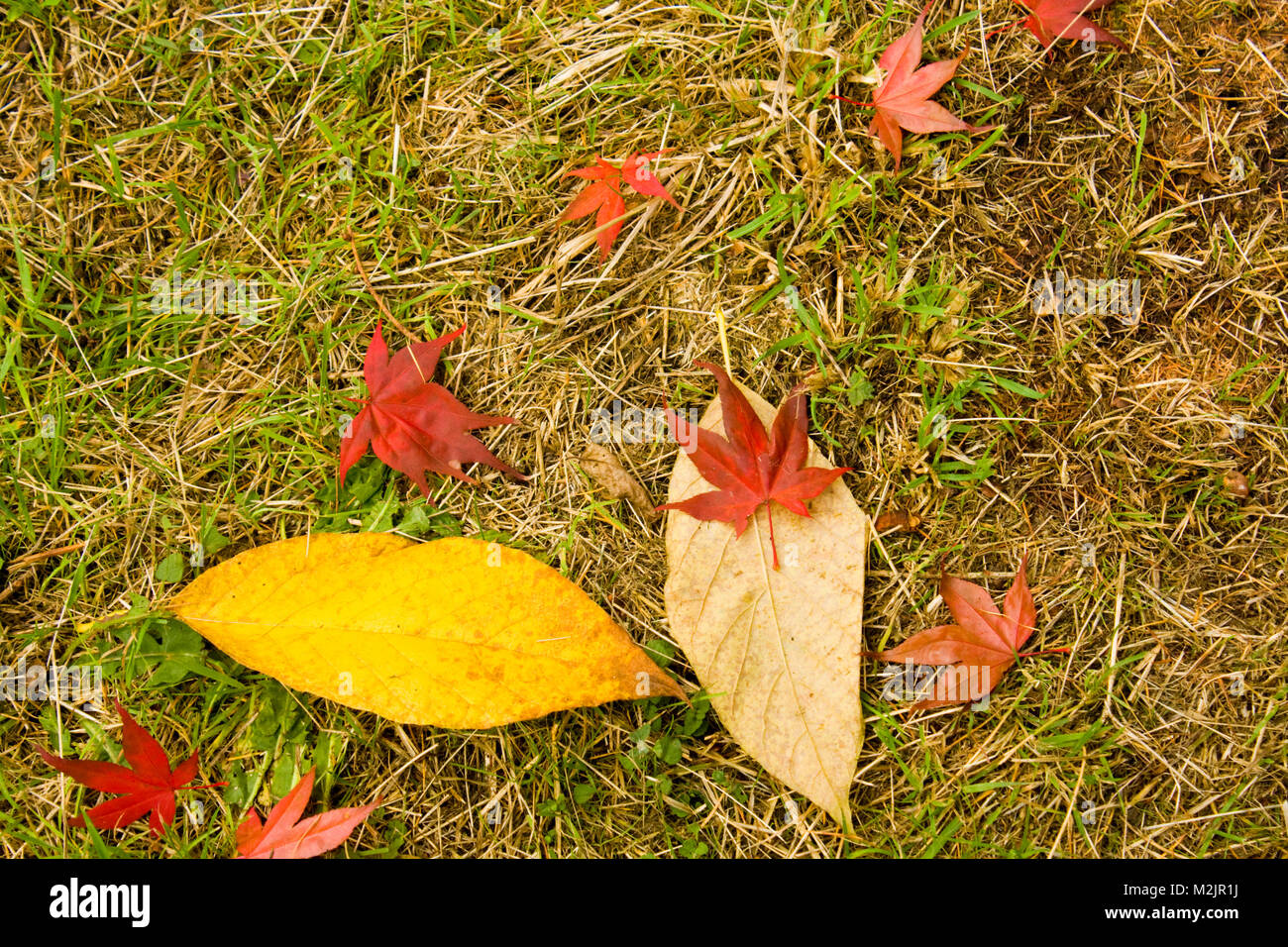 Gefallene Herbstlaub Stockfoto