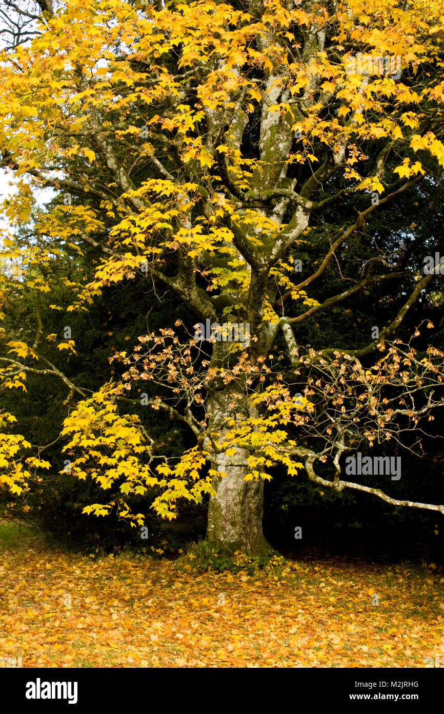 Baum im Herbst Stockfoto