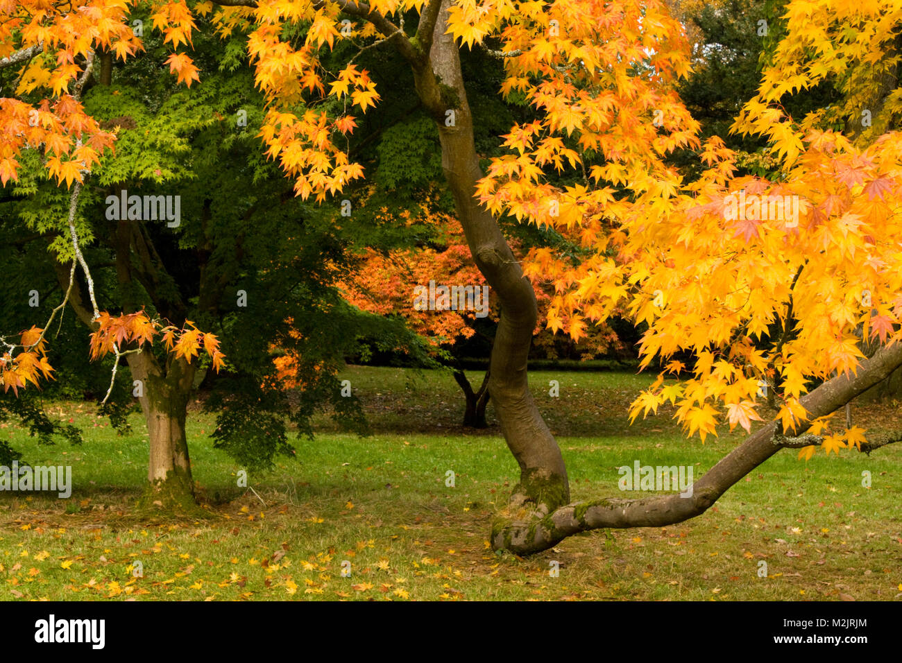 Japanische Acer im Herbst (Herbst) Laub Stockfoto