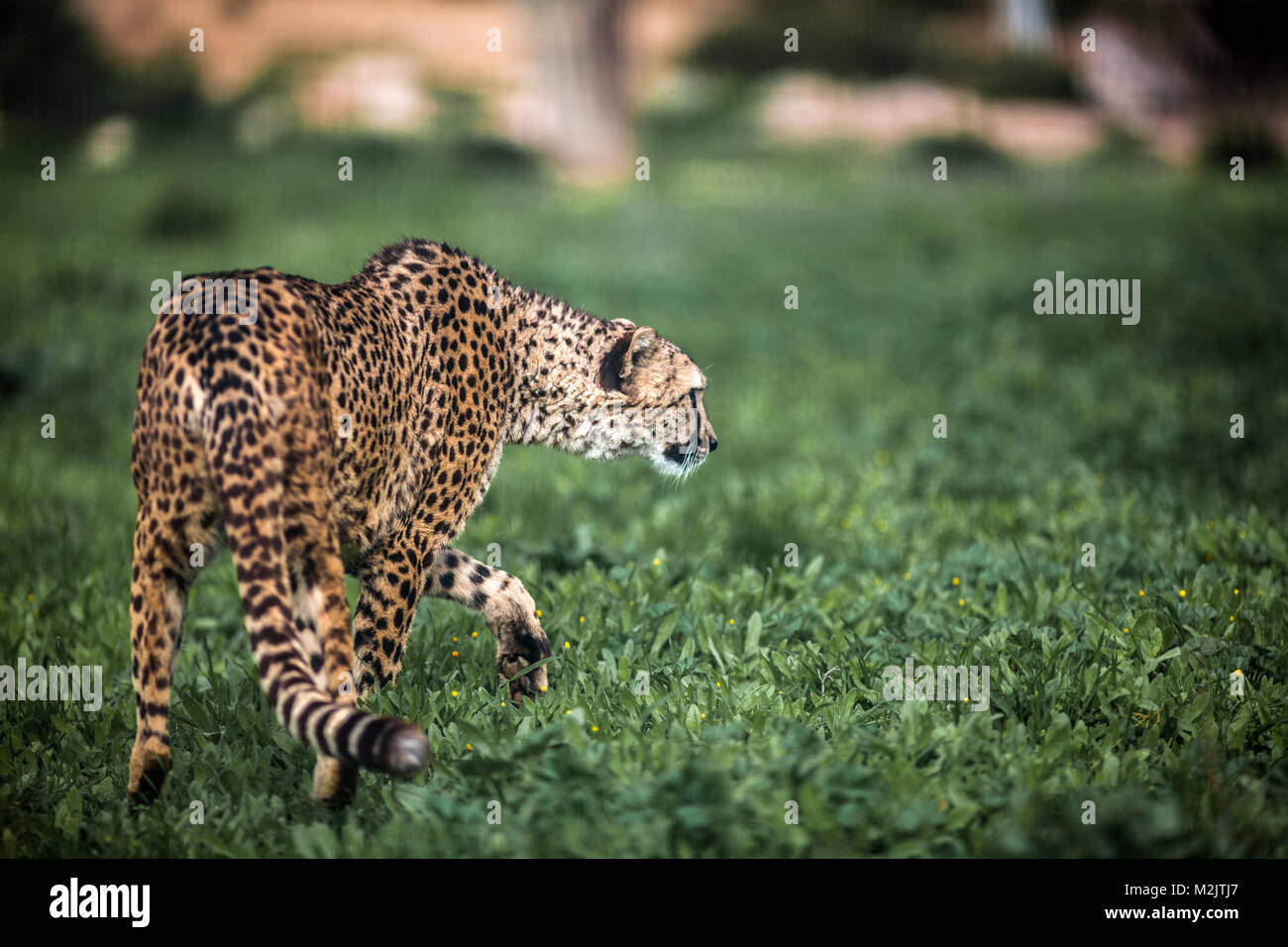 Schönen wilden Geparden zu Fuß vorsichtig auf grünen Feldern, in der Nähe von Stockfoto