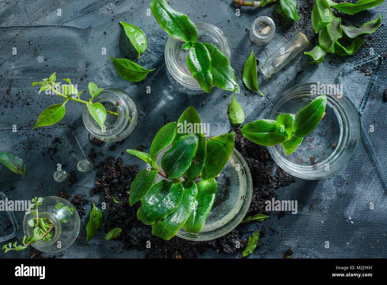 Grüne Pflanzen in Gläsern auf einem konkreten Hintergrund mit Garten