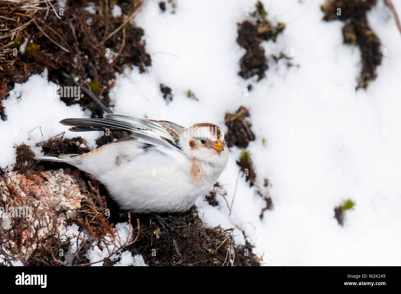 Schneeammer (Plectrophenax nivalis), männlichen Erwachsenen im Winter Gefieder streckte seine Flügel auf dem Mount Cairngorm im Cairngorms Nationalpark, Schottland. Stockfoto