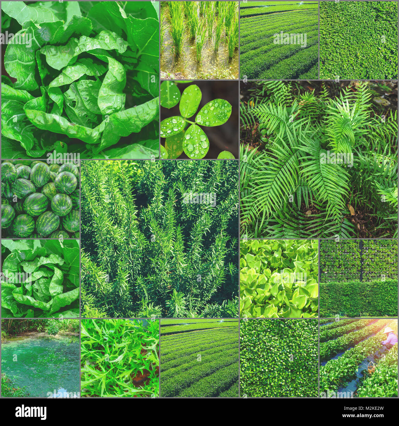 Sammlung von grünen Fotos Sammlung Greenary Konzept für Postkarte oder Hintergrund. Stockfoto