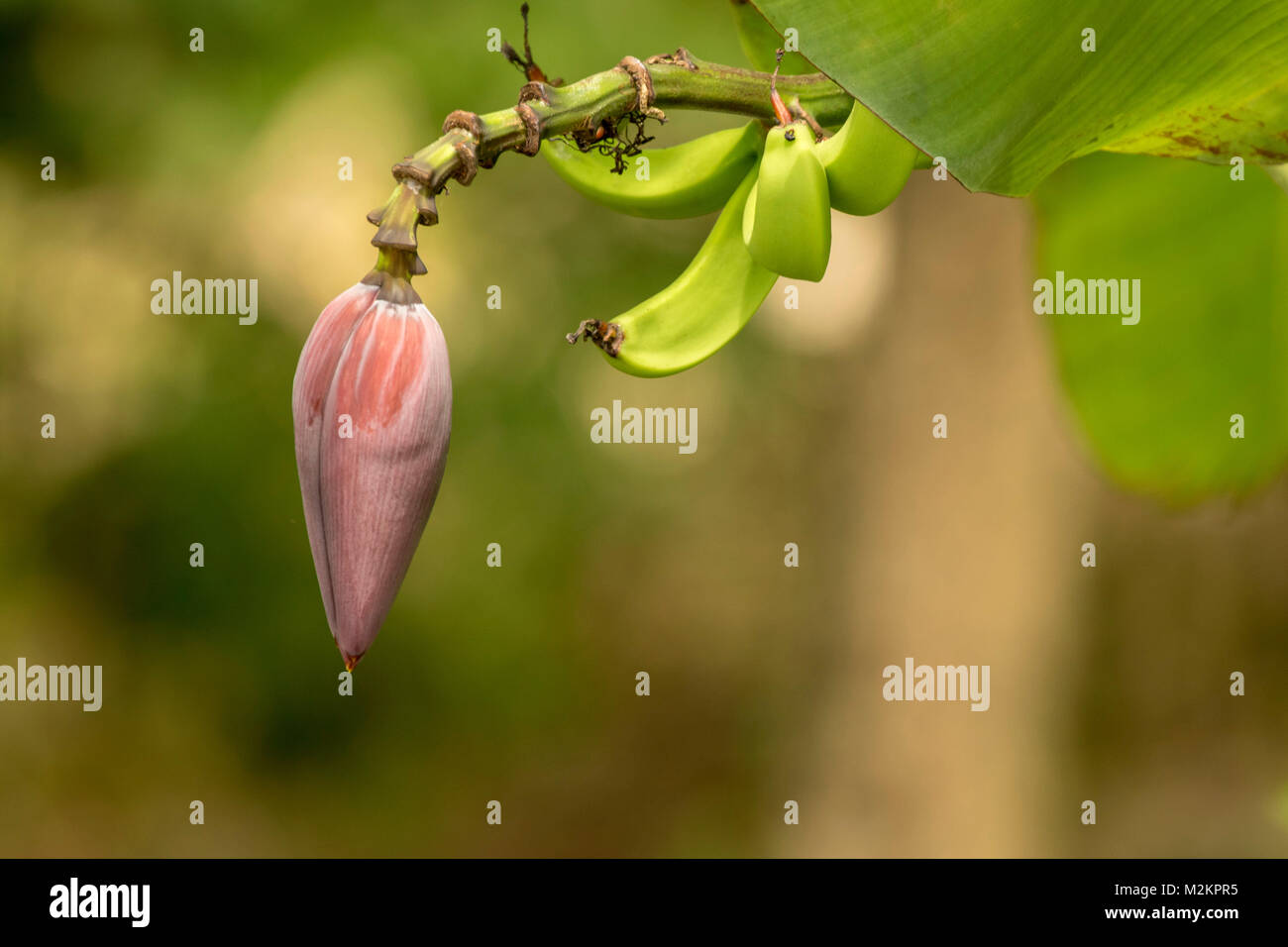 Zwei Bananen und Bananen Blume auf der Anlage in der Nähe von Mahagoni Strand, Ocho Rios, Jamaika, Karibik, Karibik Stockfoto