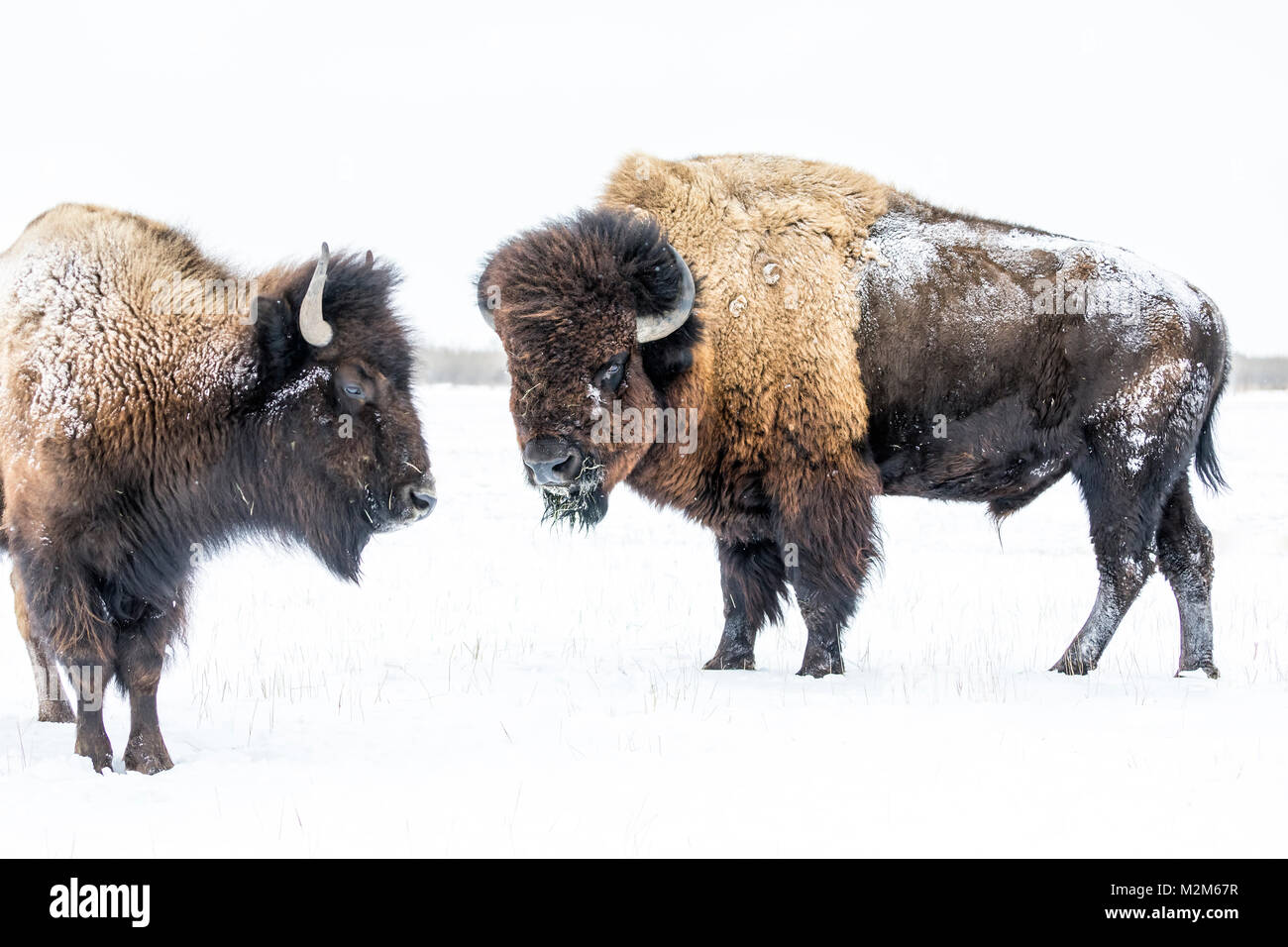 Plains Bisons, Bull, oder Büffel (Bison bison Bison) im Winter, Manitoba, Kanada. Stockfoto