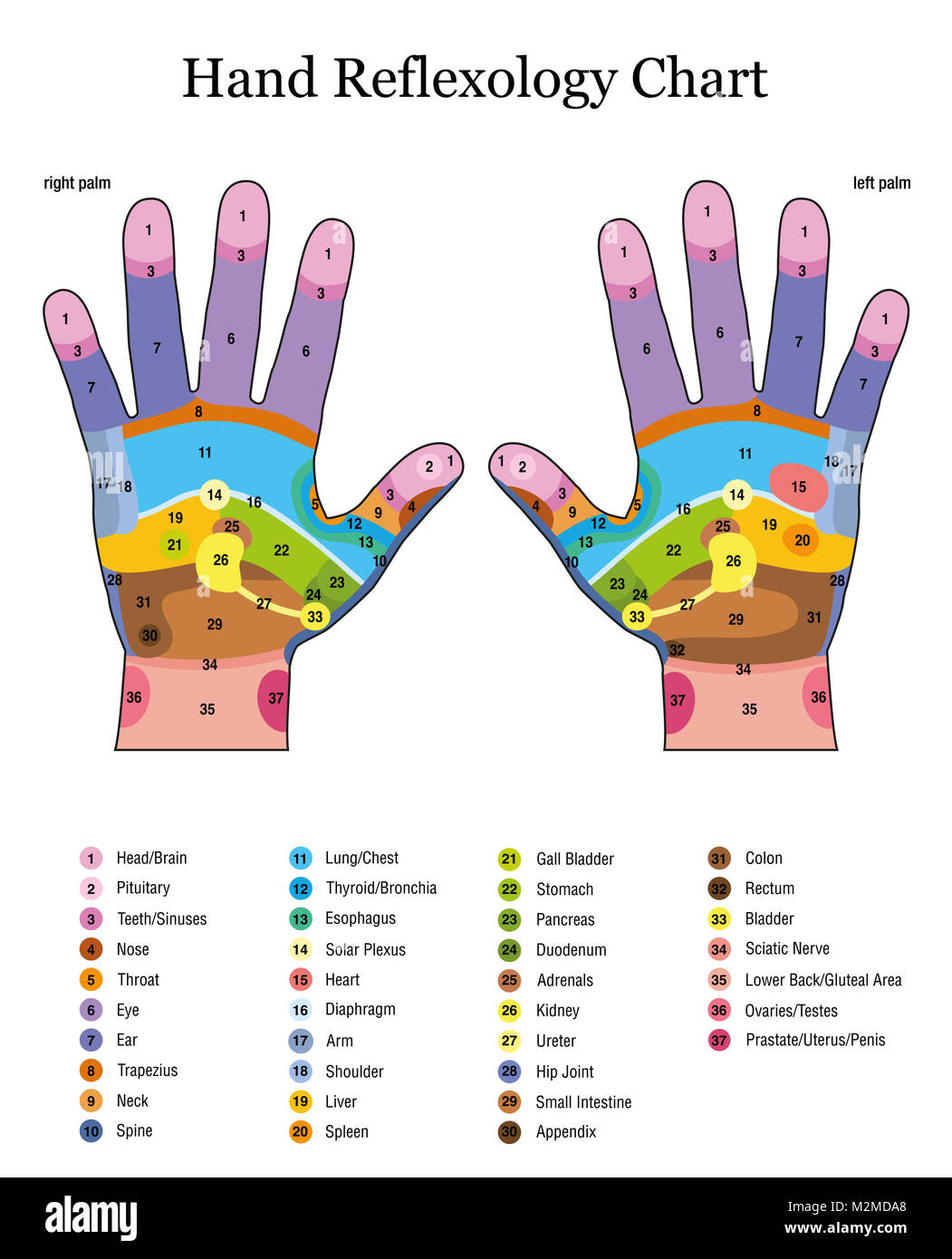 Hand Reflexzonenmassage. Alternative Akupressur und Physiotherapie Gesundheit Behandlung. Zone massage Chart mit farbigen Bereichen. Nummerierung und Aufzählung von Namen von Stockfoto