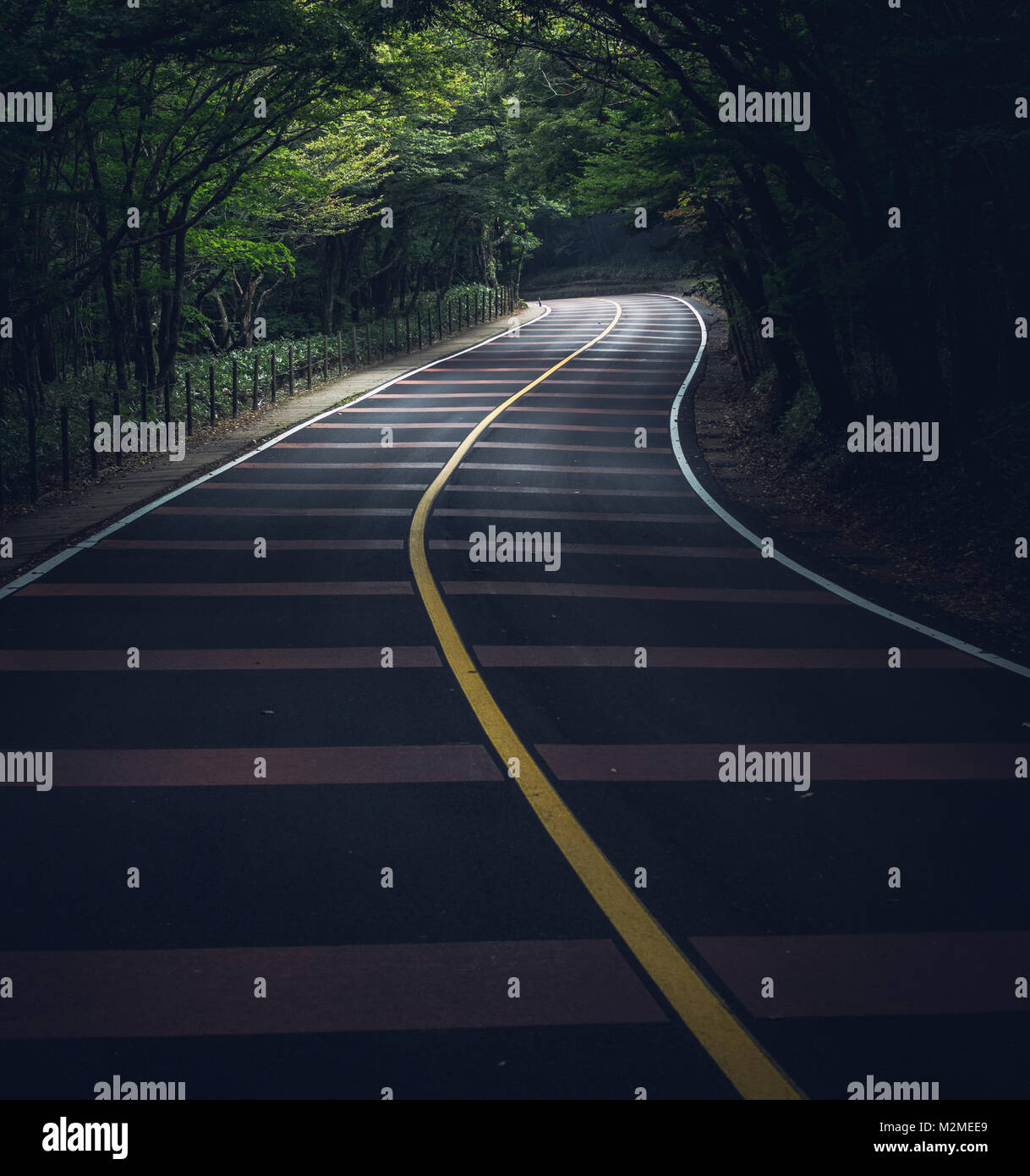 Gestreifte kurvenreichen Straße durch einen Wald Gasse (Jeju Island, South Korea) Stockfoto
