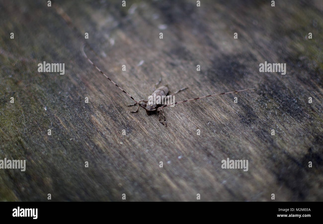 Timberman Käfer (Acanthocinus aedilis) auf einem Holztisch Stockfoto