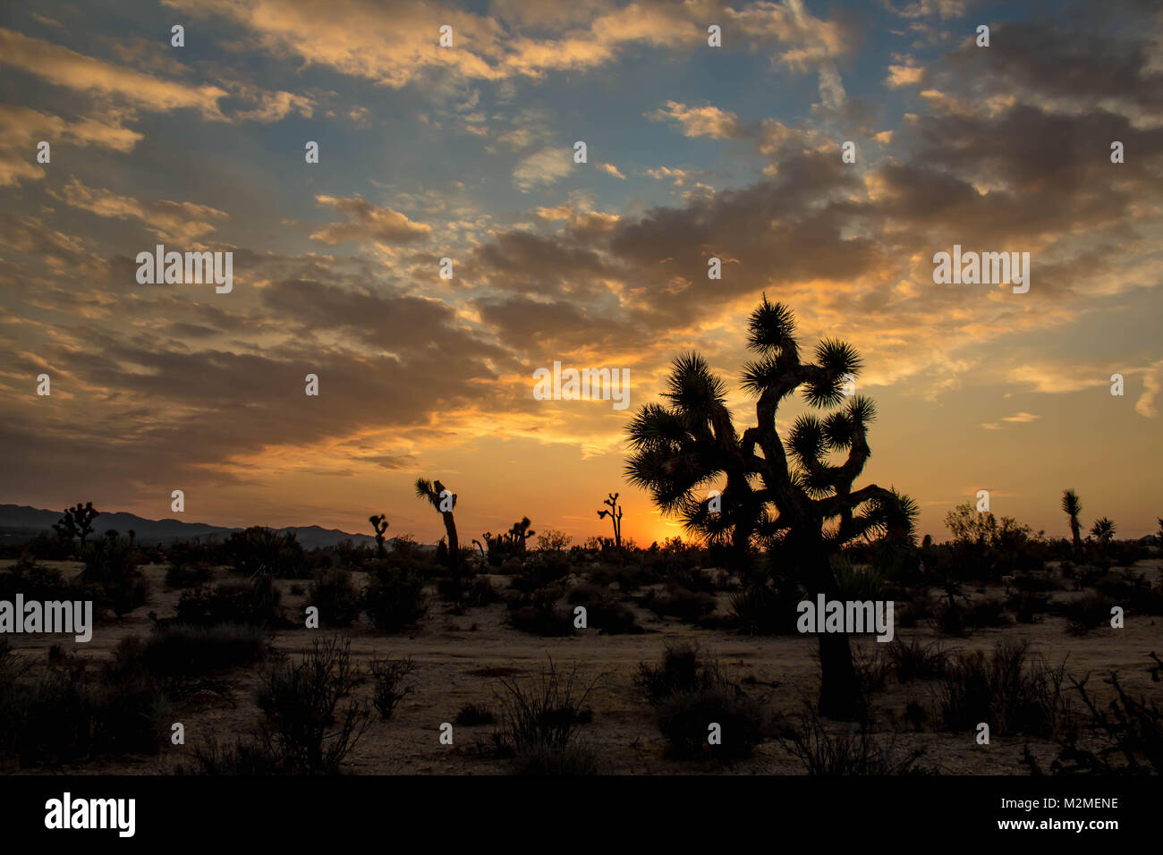 Sonnenuntergang in Yucca Valley Joshua Tree, Kalifornien Stockfoto