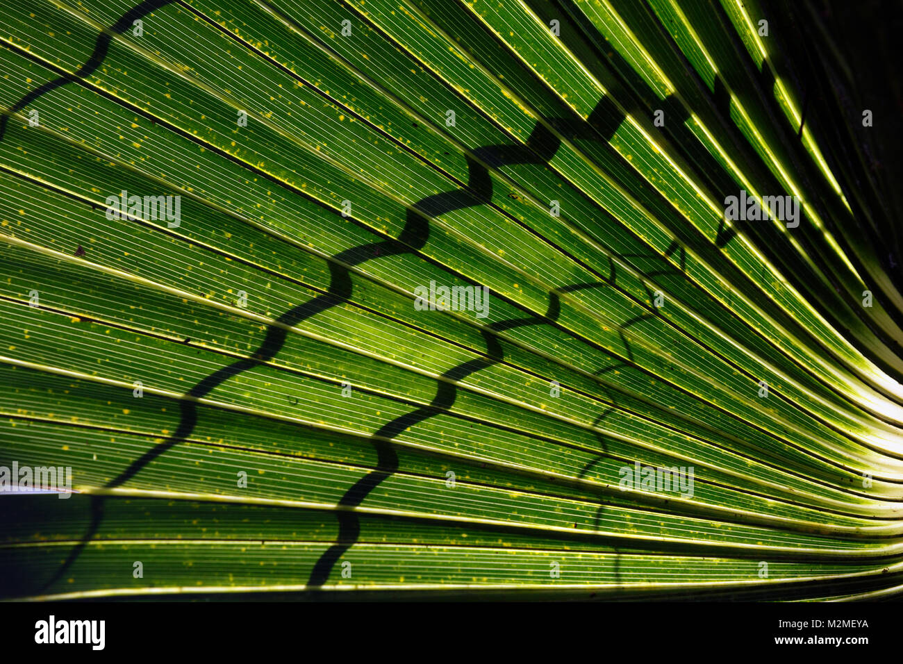 Palm Blätter leichte Schatten Hängematte Florida Everglades Stockfoto