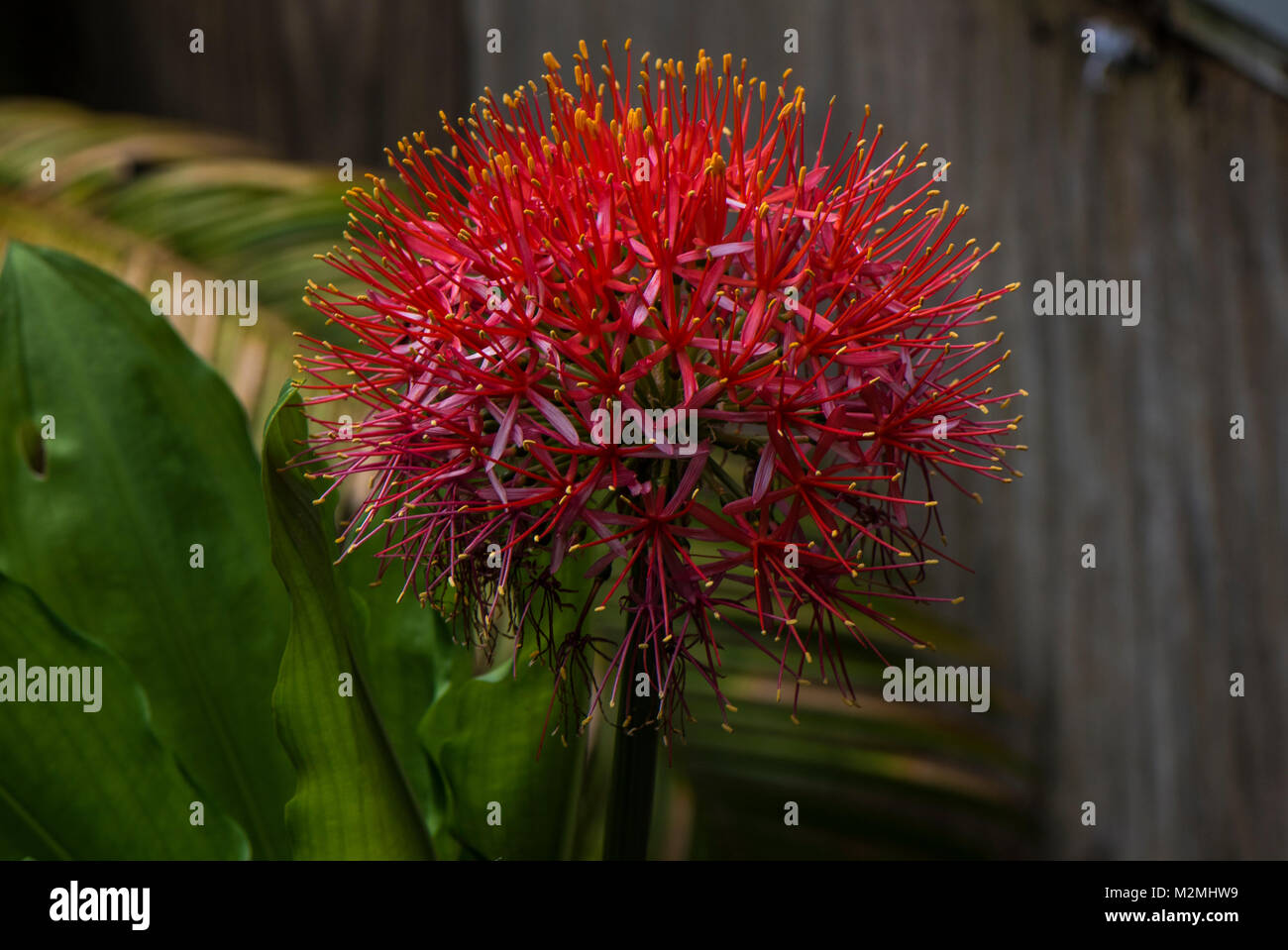 Blut Lilie oder Feuerball Lily, H. Albiflios, beheimatet in Südafrika Stockfoto