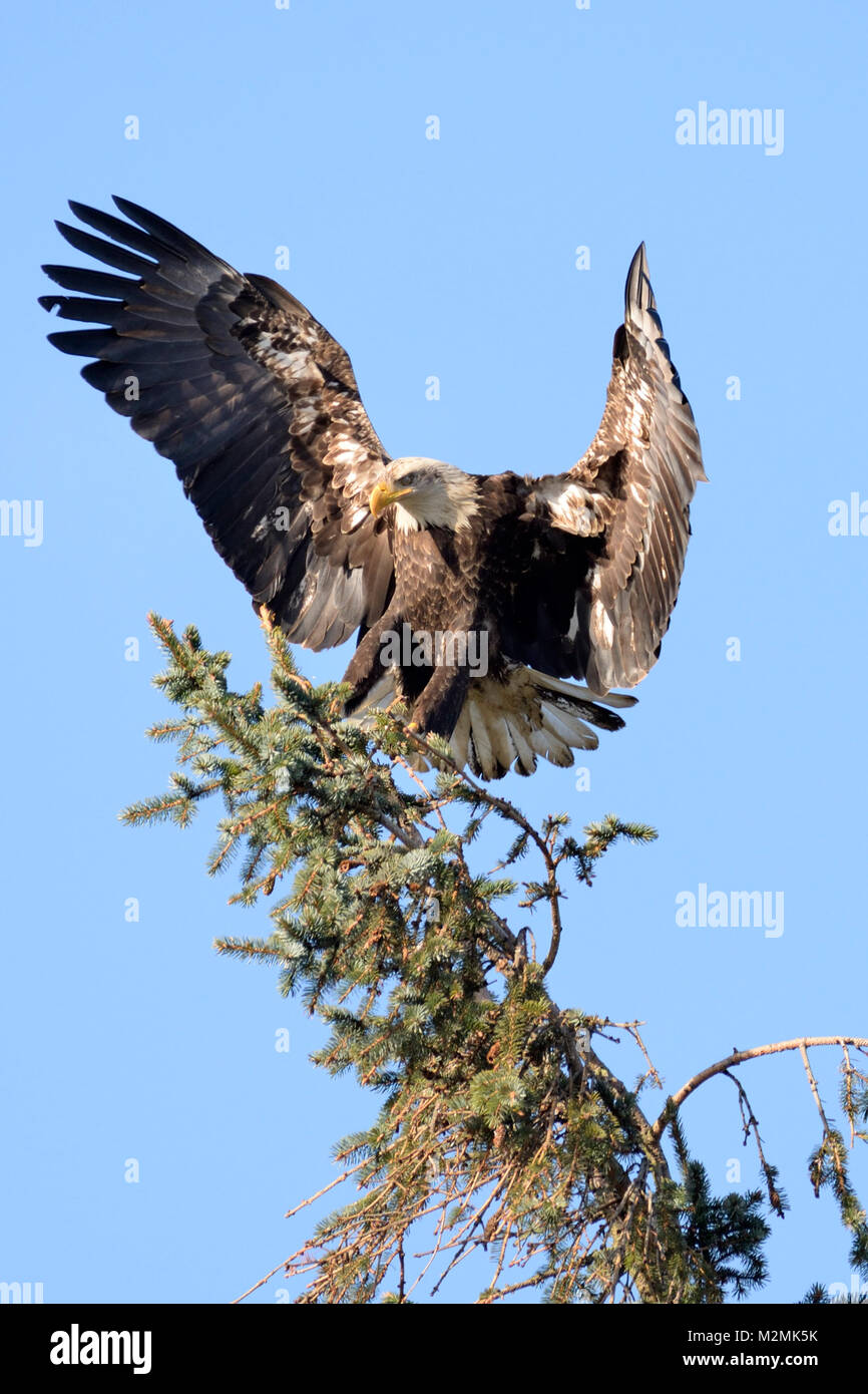 Landung reife Weißkopfseeadler, Comox, Vancouver Island, British Columbia, Kanada. Stockfoto