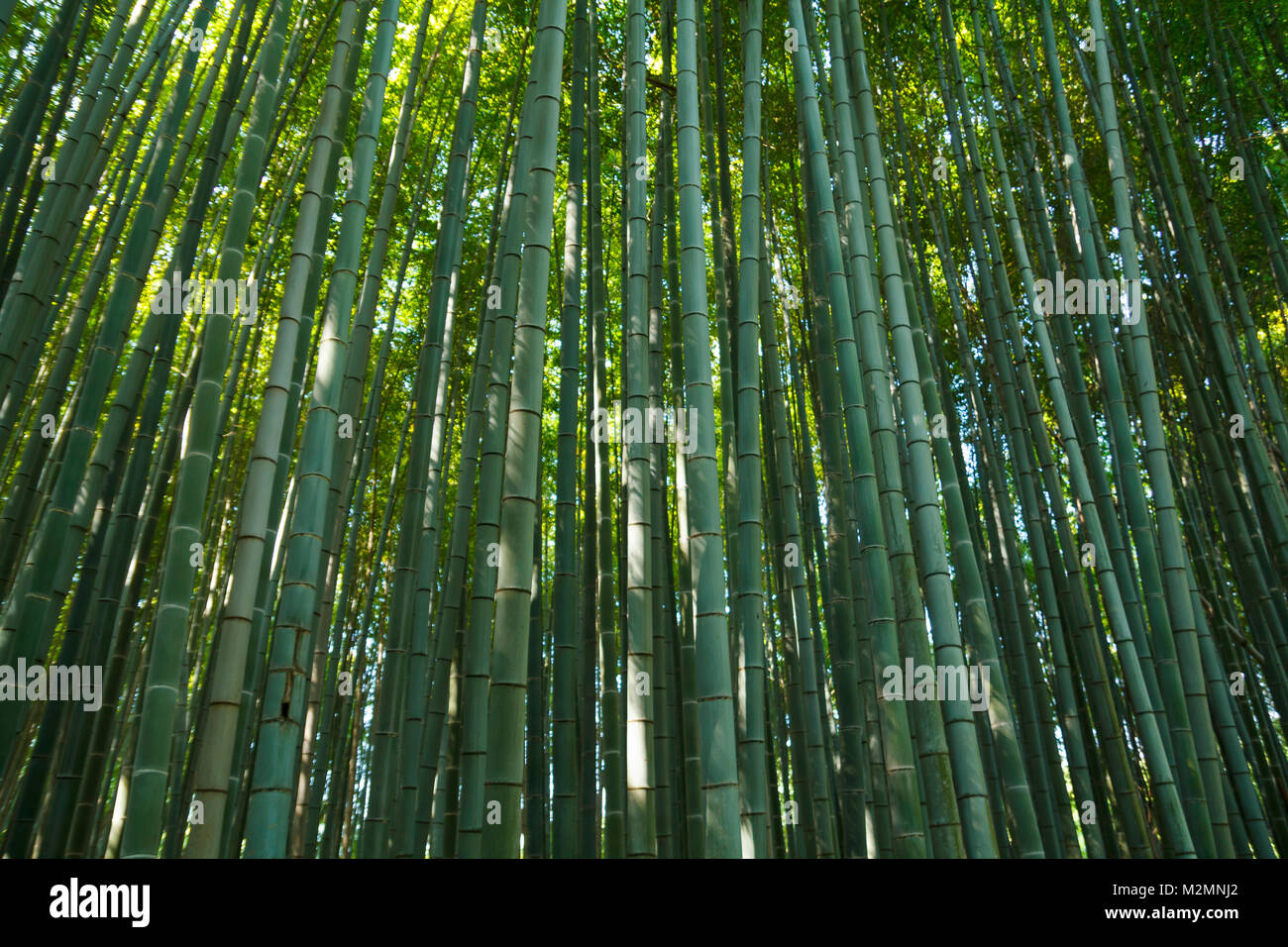 Bambus Wald am Arashiyama Bezirk in Kyoto, Japan Stockfoto