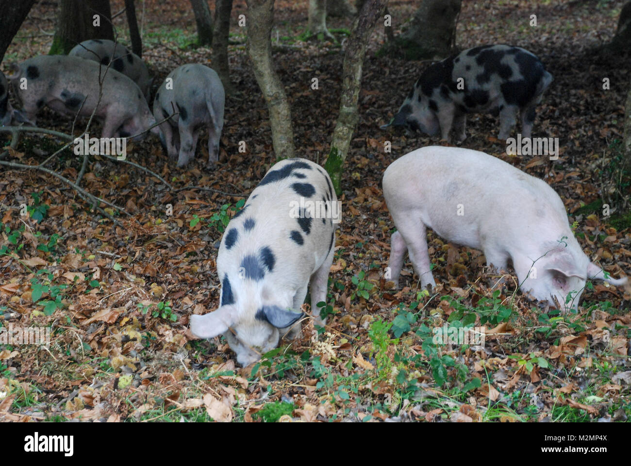 Schweine suchen nach eicheln im New Forest National Park unter der alten bürgerlichen Rechts von pannage, Hampshire, Großbritannien Stockfoto