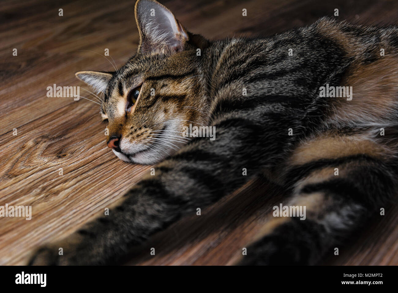 Katze am Boden liegend Stockfoto