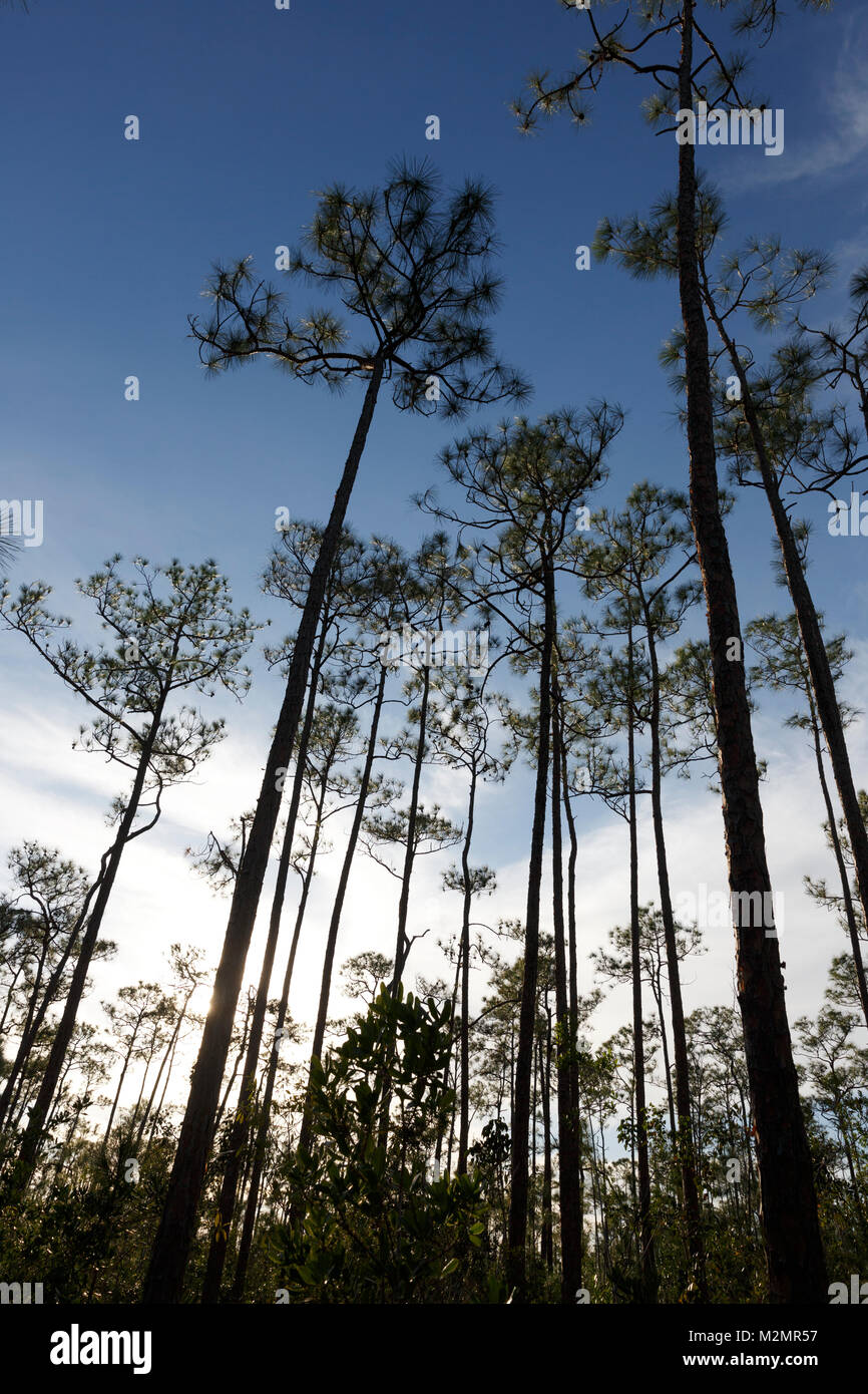 Pinelands Ort, Everglades National Park, Florida Stockfoto