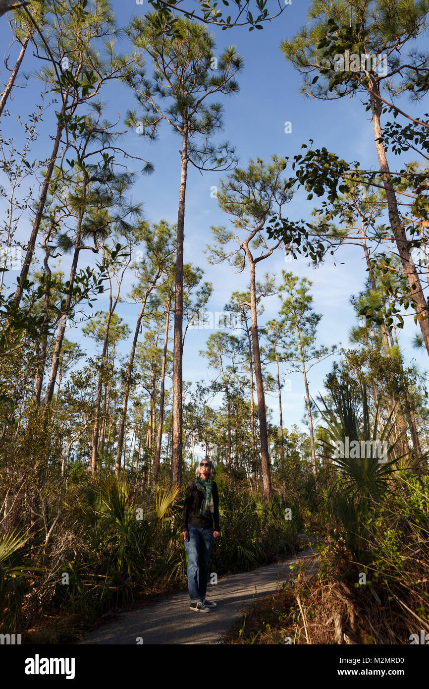 Pinelands Ort, Everglades National Park, Florida Stockfoto