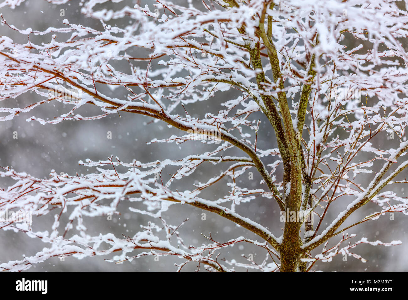 Verschneite Bäume auf Vancouver Island Stockfoto