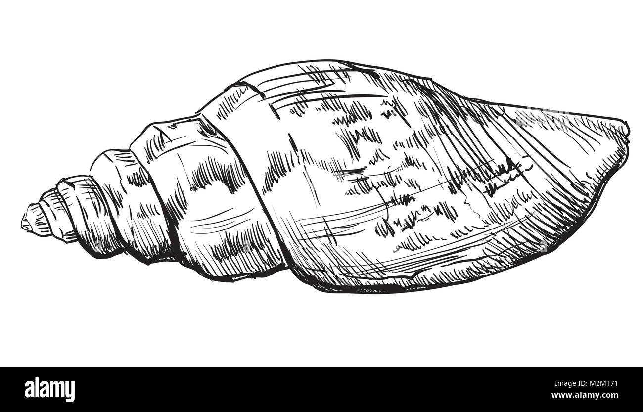 Handzeichnung seashell. Vektor monochrome Darstellung der Muschel (Muschel) isoliert auf weißem Hintergrund. Stock Vektor
