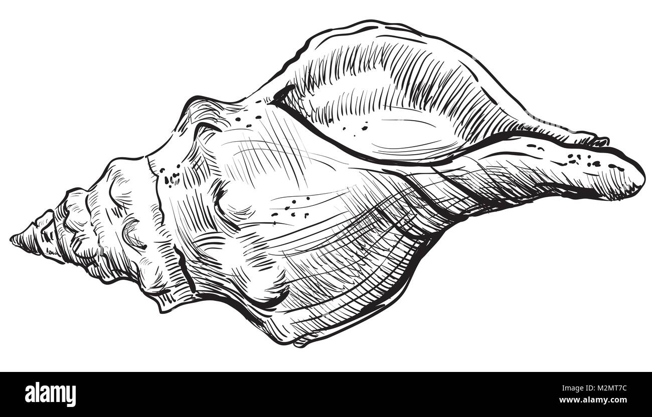 Handzeichnung seashell. Vektor monochrome Darstellung der Spirale seashell auf weißem Hintergrund. Stock Vektor