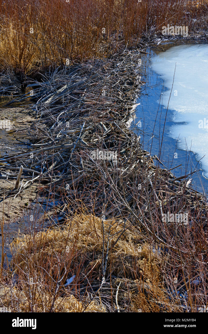 Beaver Dam im Winter, Castle Rock Colorado USA Stockfoto