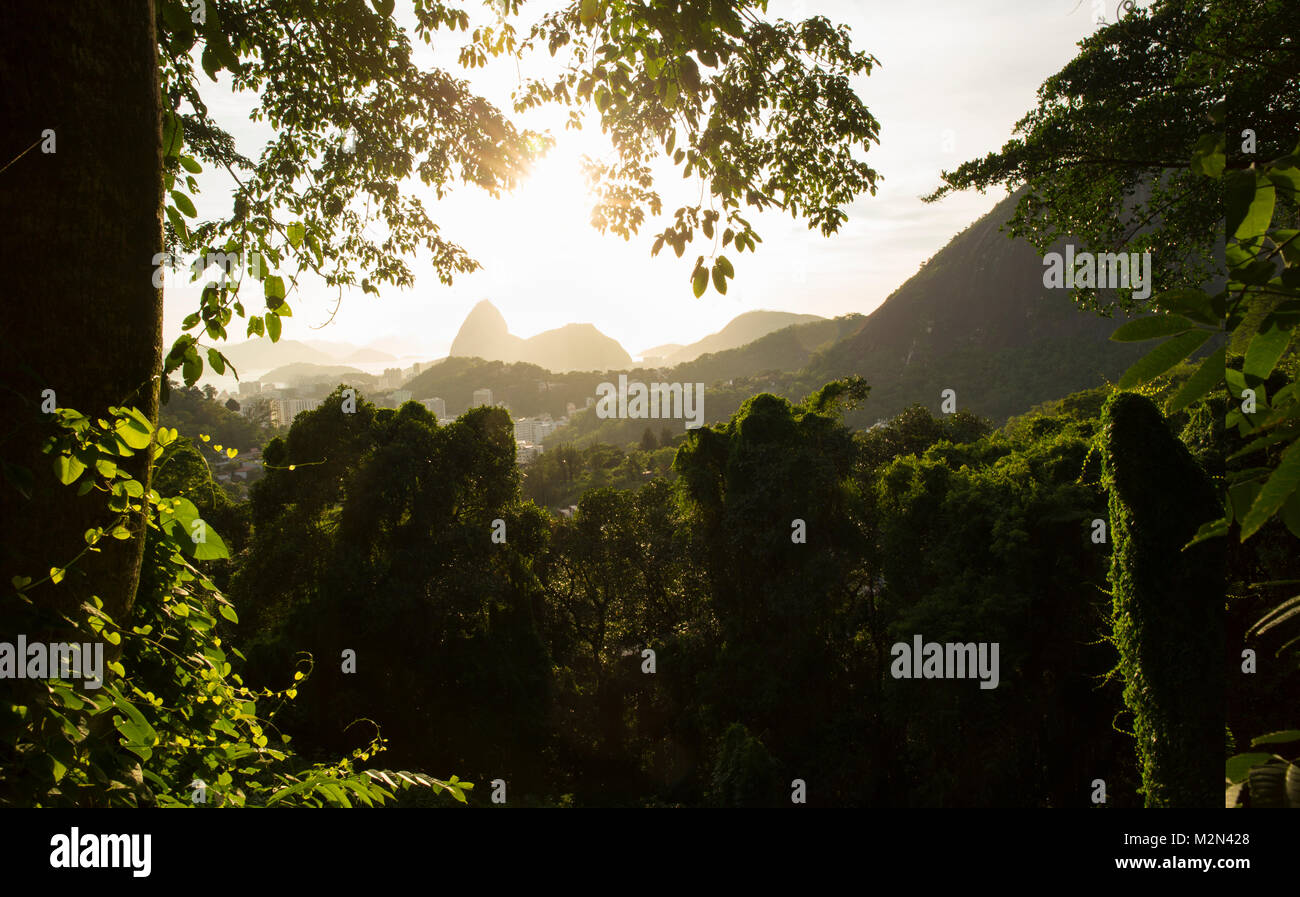 Üppigen grün im Tijuca Nationalpark in Rio de Janeiro, Brasilien Stockfoto