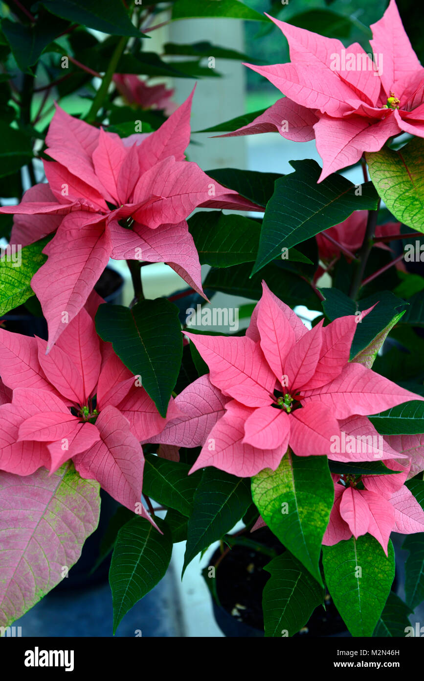 grüner weihnachtsstern Goldline- Weihnachtsstern Blume grün glänzend mit Glitzer 40cm –  Goldline-Homedecor main image 0