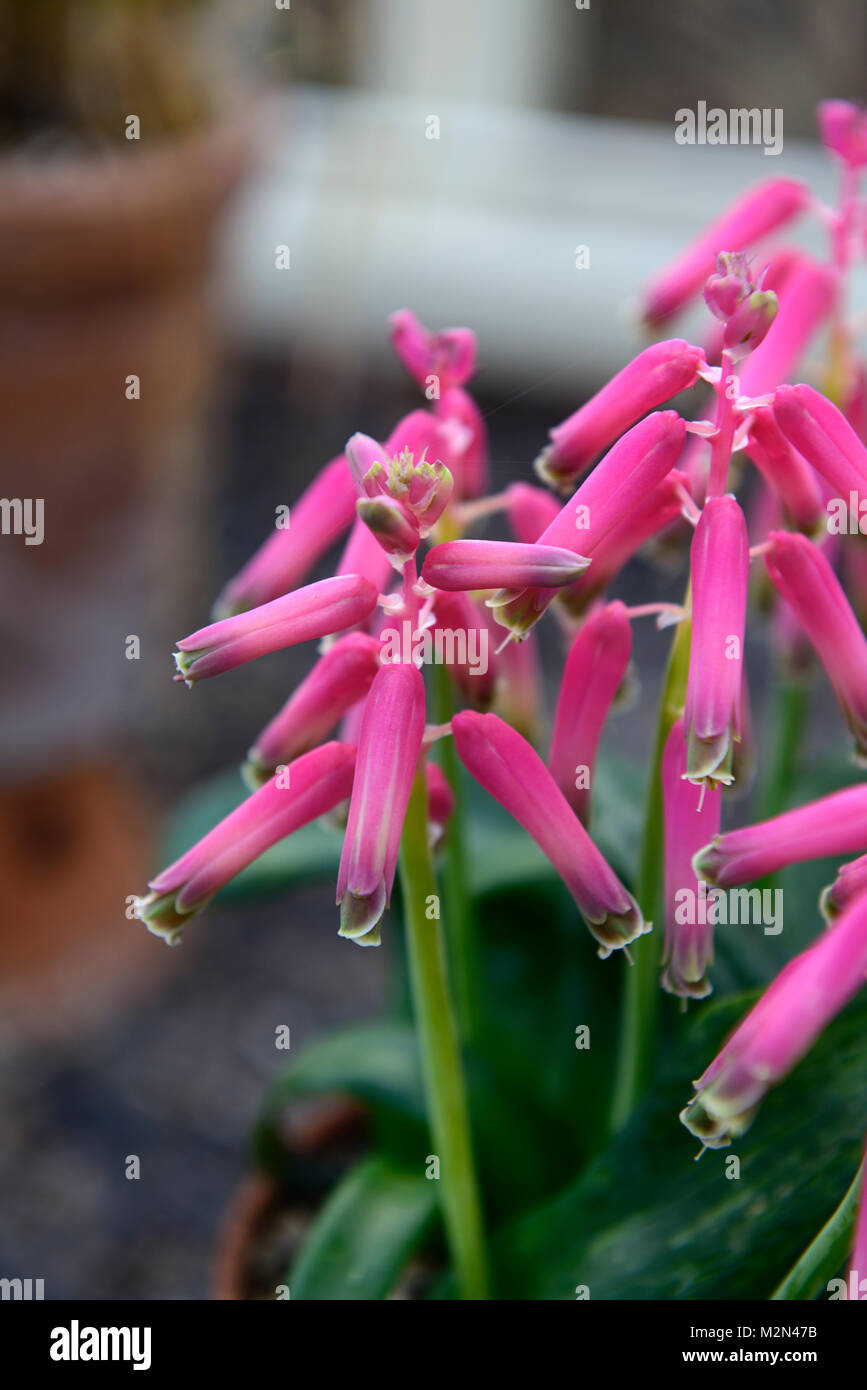 Lachenalia bulbifera George Baker, Kap Schlüsselblume, Blumen, blüte, blume, Blüte, Rosa, Zimmerpflanzen, Innen, innen, Ausschreibung, RM Floral Stockfoto