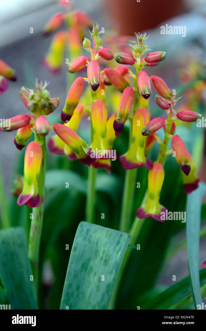 Lachenalia aloides, Kap Schlüsselblume, Blumen, blühen, Blüte, Blüten
