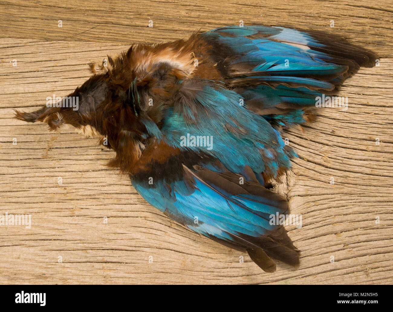 Kingfisher Haut Wenn überhaupt es entsteht ein Bedarf für eine blaue gehechelt Soft Hackle nass fliegen, der Eisvogel ist König. Während die Kingfisher hat auch eine Reihe von Stockfoto