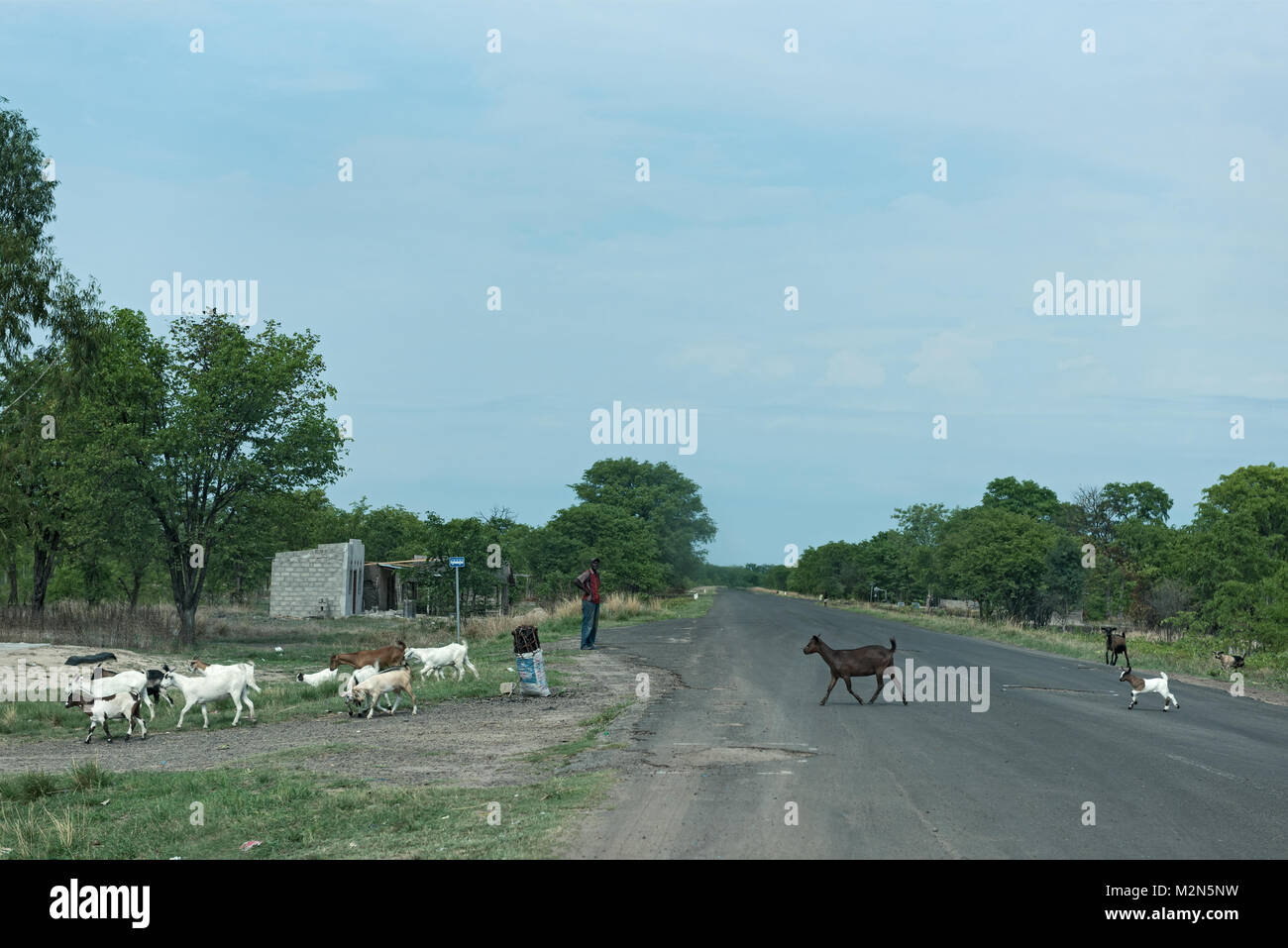 Schäfer mit seiner Ziege Beflockung auf der M 10 Straße zwischen Kazungula und Sesheke im südlichen Sambia parallel zu den Zambezi Fluss Stockfoto