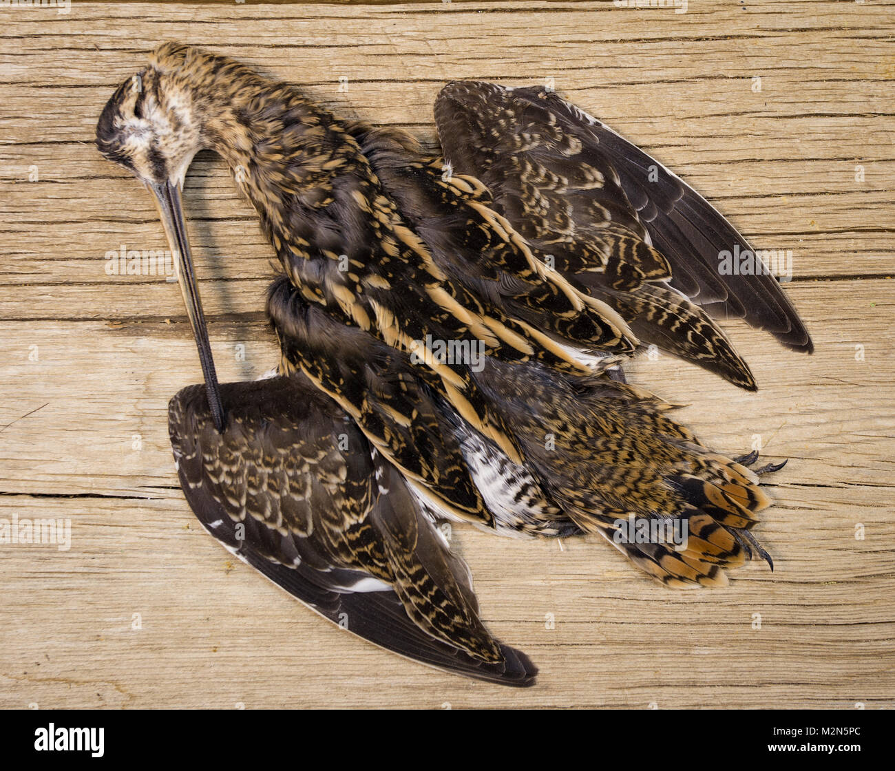 Bekassine (Gallinago gallinago) Federn von den Schnepfen wurden im traditionellen Fliegen verwendet worden Binden für unzählige Jahrhunderte. Die Feder Widerhaken sind weich, Stockfoto