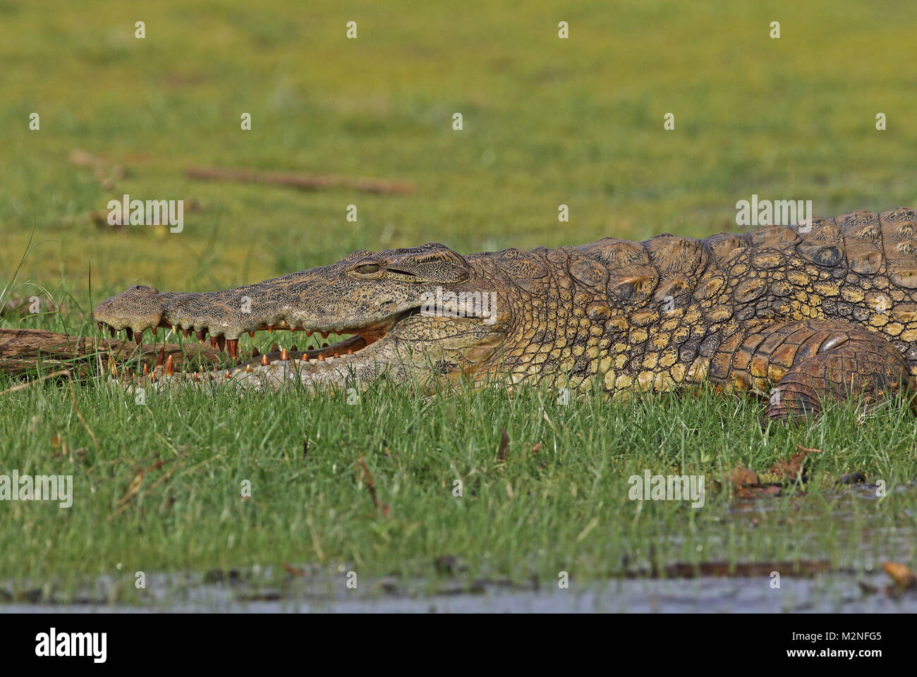 Nilkrokodil (Crocodylus niloticus) in der Nähe von Erwachsenen ruht in der Nähe von Waters Edge Lac Ravelobe, Ampijoroa Wald Station, Ankarafantsika finden, Mada Stockfoto