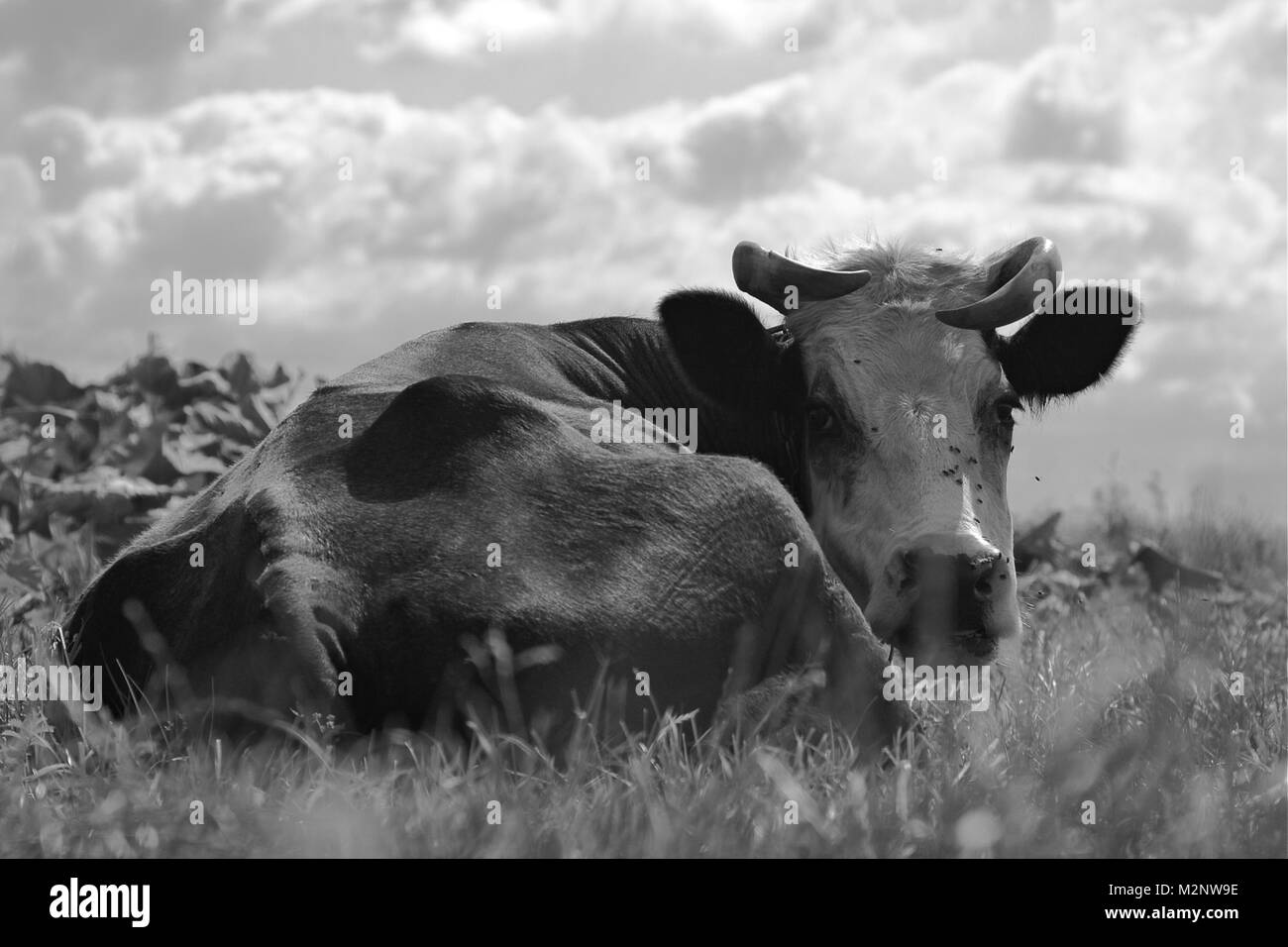 Ein schwarz-weiß Foto eines liegenden Kuh auf der Weide und der Blick in die Kamera. Fliegen fliegen um Stockfoto