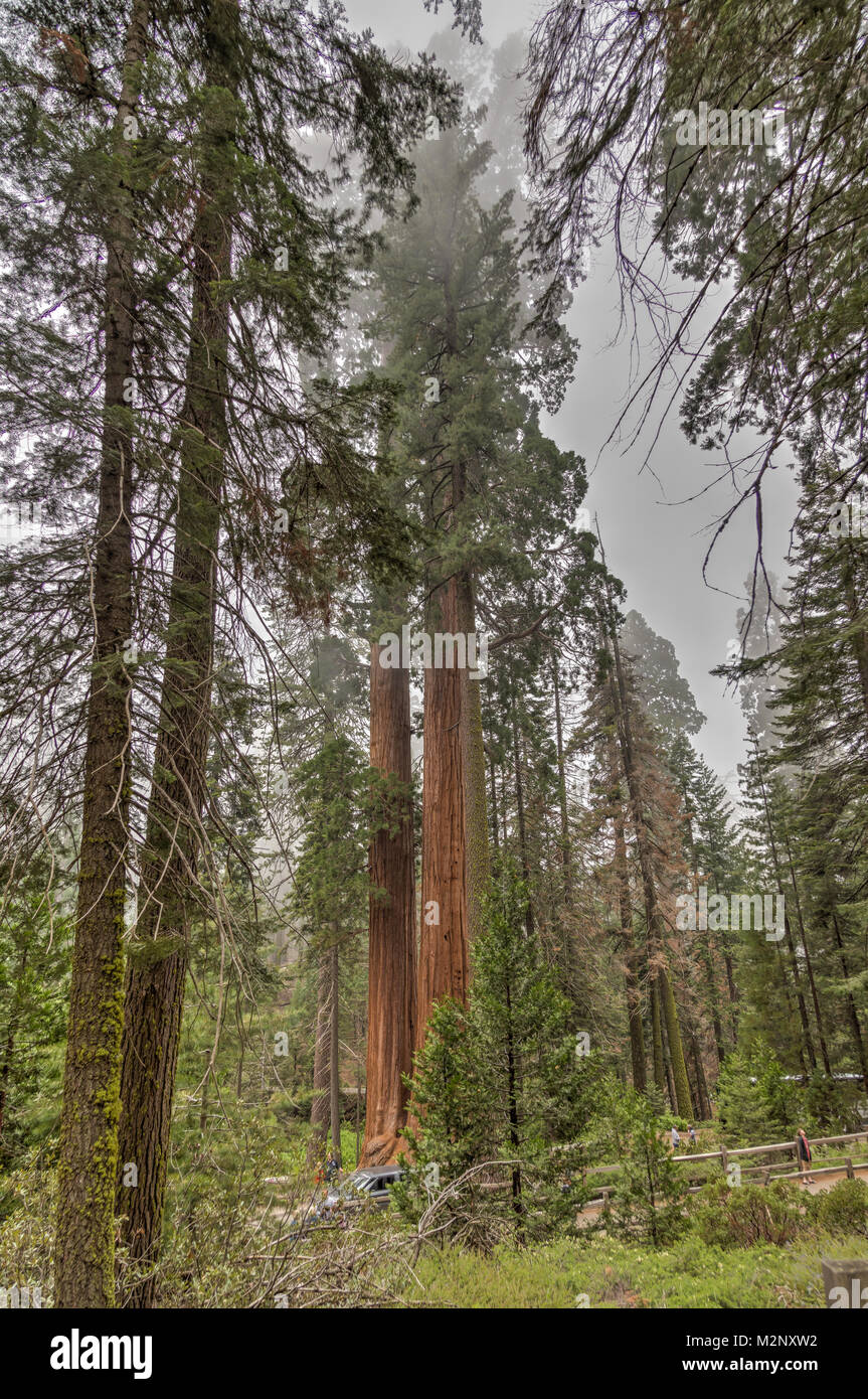 Sequoia Nationalpark Stockfoto