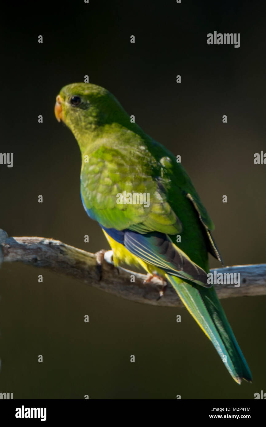 Orange-bellied Parrot, Neophema chrysogaster in Bathurst Harbour, Tasmanien, Australien Stockfoto