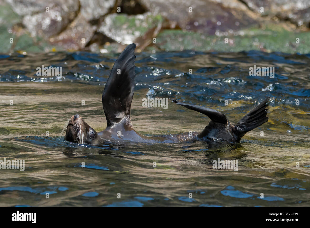 Australische fur Seal, Arctocephalus pusillus doriferus, Cape Hauy, Tasman NP, Tasmanien, Australien Stockfoto