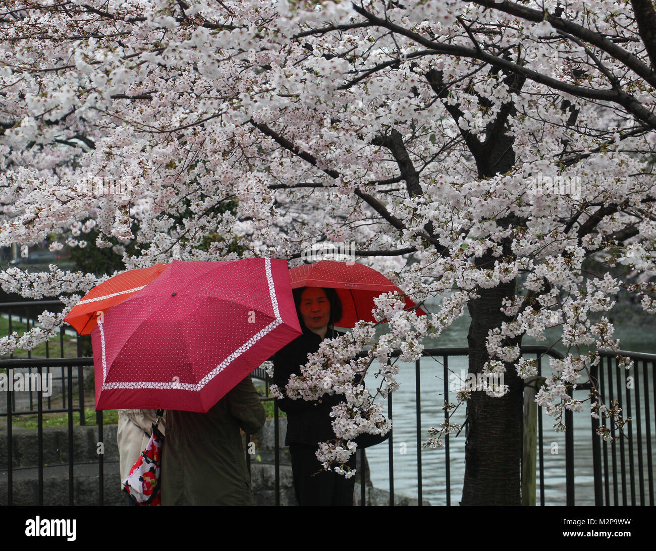 Drei Frauen unter Red Sonnenschirme anzeigen einen Kirschbaum in voller Blüte während der HANAMI, oder der Cherry Blossom Festival in Kyoto, Japan durch einen Kanal, in den Regen. Stockfoto