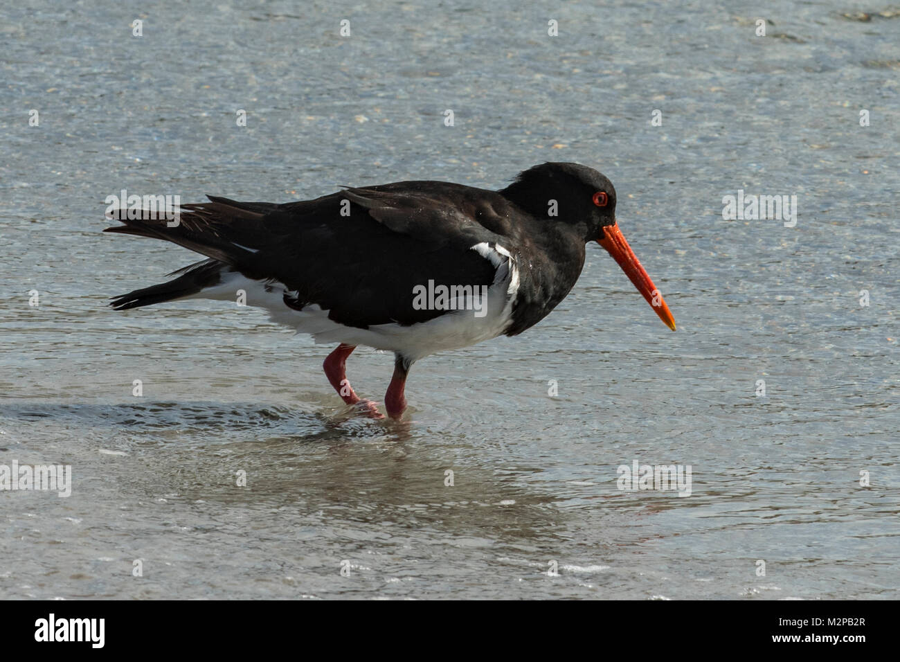 Pied Austernfischer Haematopus longirostris, auf Maria Island, Tasmanien, Australien Stockfoto