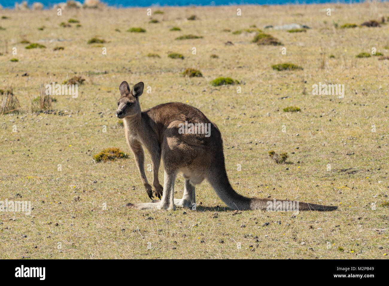 Forester Kangaroo, Macropus giganteus, Maria Island, Tasmanien, Australien Stockfoto
