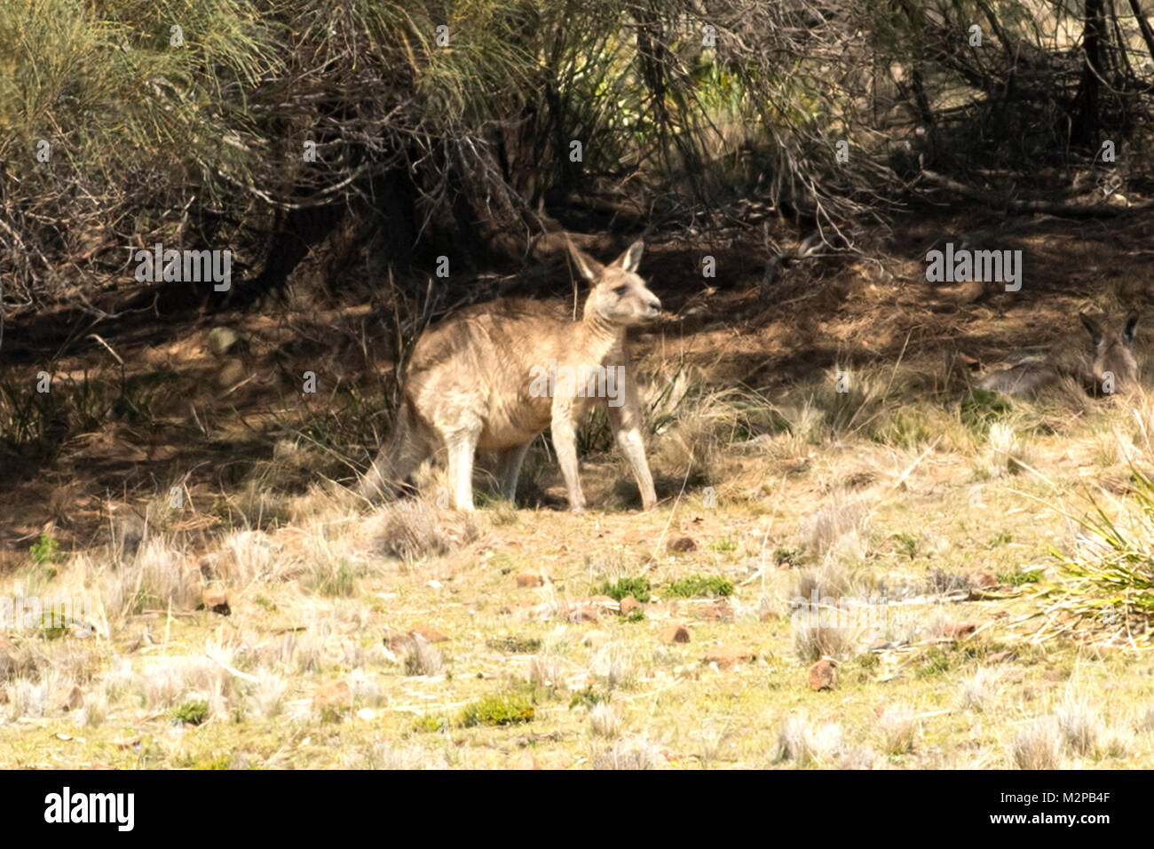 Forester Kangaroo, Macropus giganteus, Maria Island, Tasmanien, Australien Stockfoto