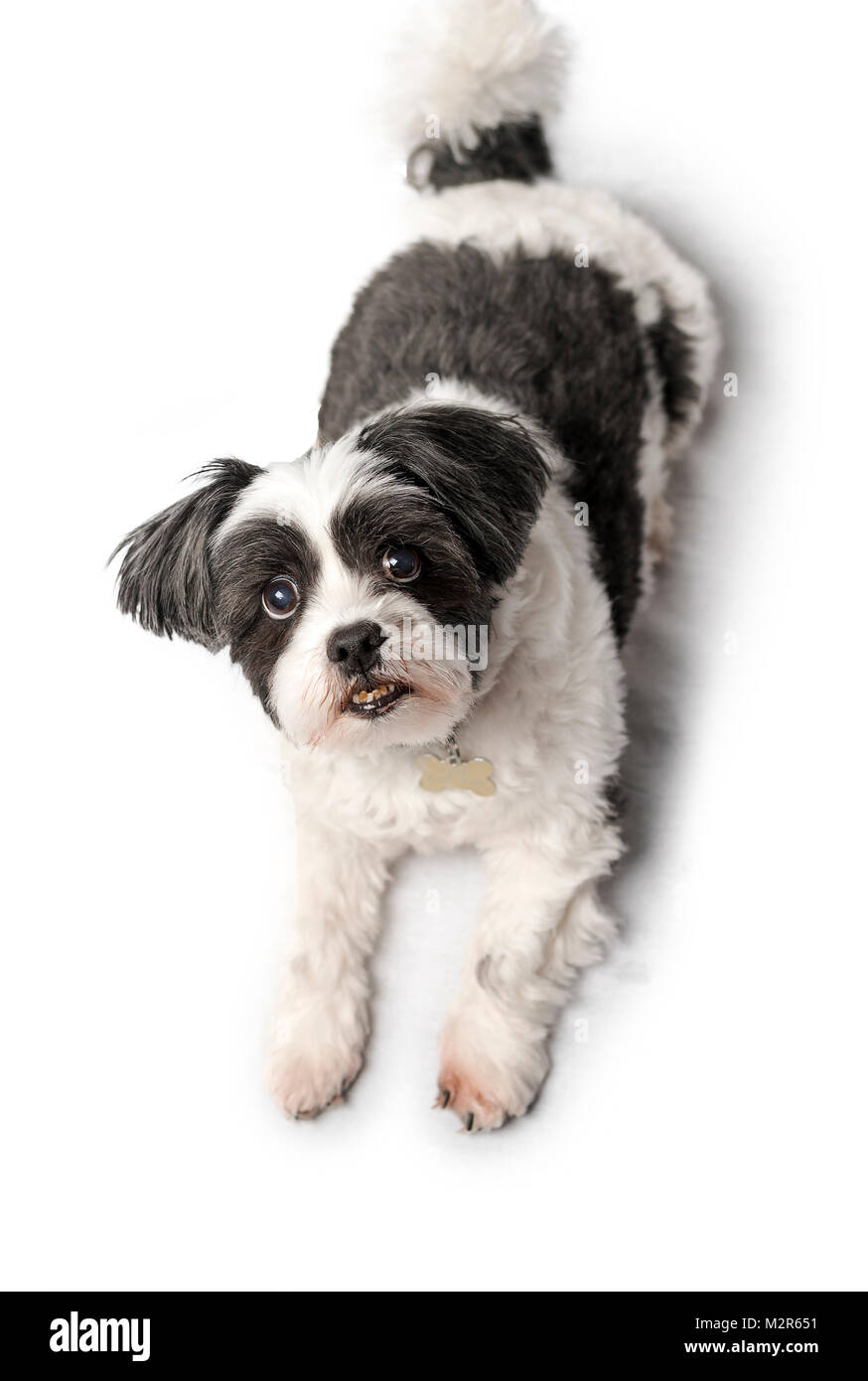 Niedlich, süß und verschmust schwarzer oder grauer und weißer Lhasa Apso Hund isoliert auf ein reines weißes studio Hintergrund Stockfoto