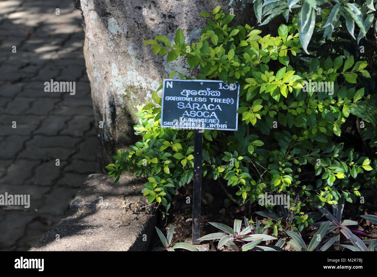 Peradeniya Kandy Zentralprovinz Sri Lanka Peradeniya Royal Botanic Gardens Zeichen für die Sorrowless Baum Saraca Asoca (Fabaceae) Stockfoto
