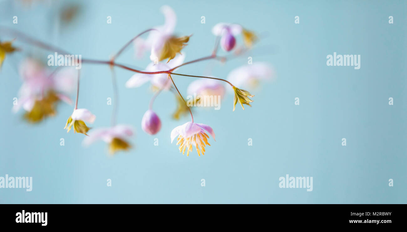 Kleine Blüten, close-up - pastell Farben, weichen und romantischen, Stockfoto