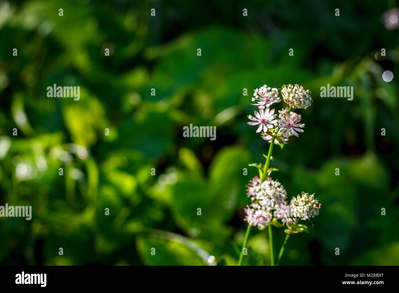 Große masterwort, Astilbe, ein Strauch im Halb- schattig Position und zarten Blüten Stockfoto