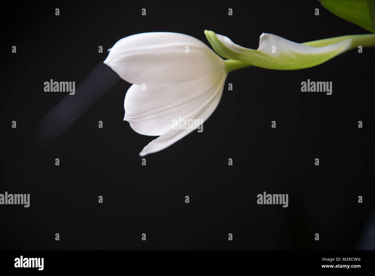 White Tulip vor Schwarz Stockfoto