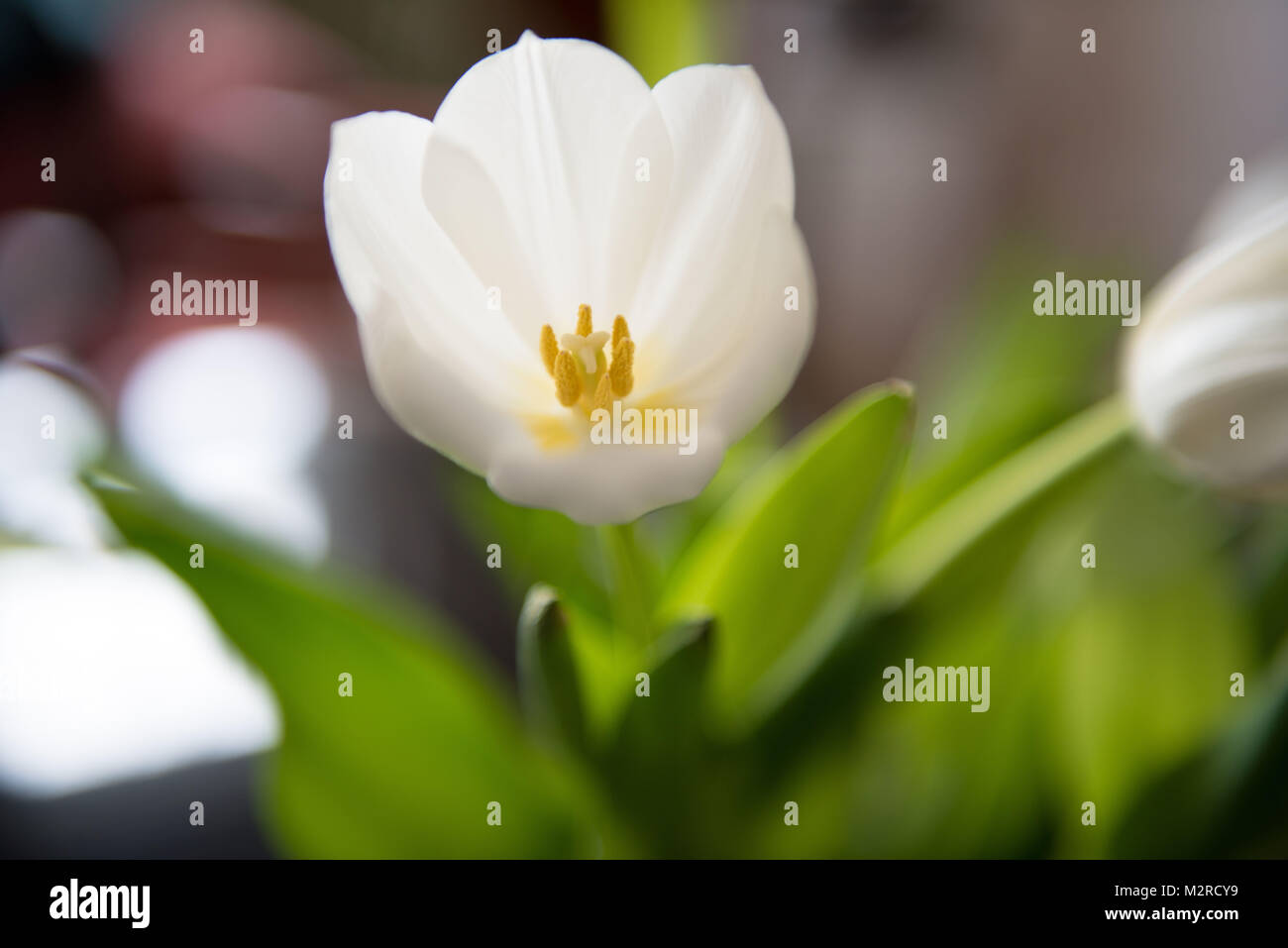 Weiße Tulpe Stockfoto