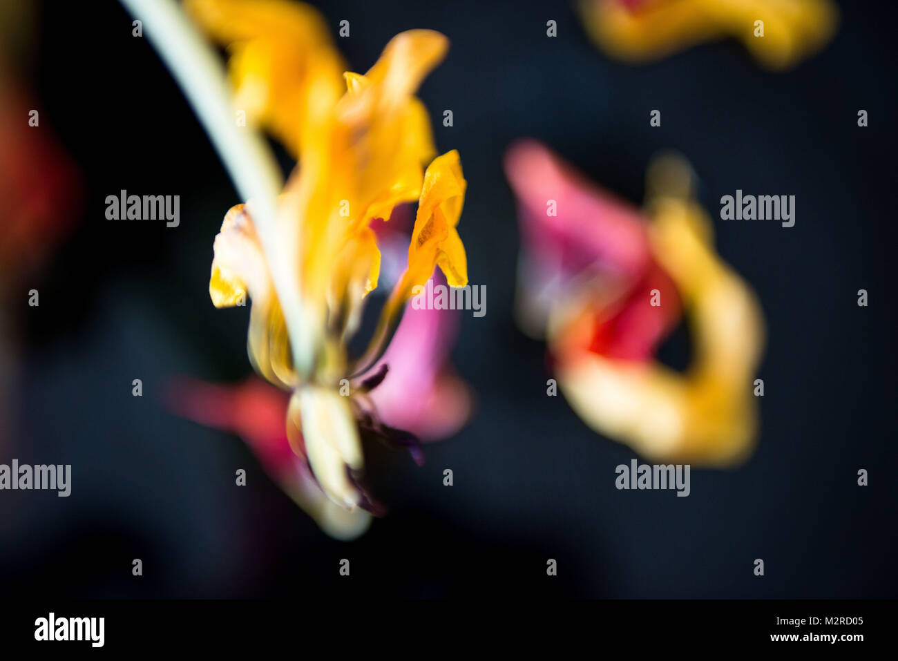 Verblasste Tulip Blumen Stockfoto