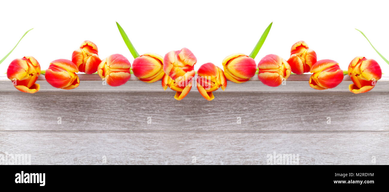 Tulpen auf Holz, hohe Auflösung Stockfoto